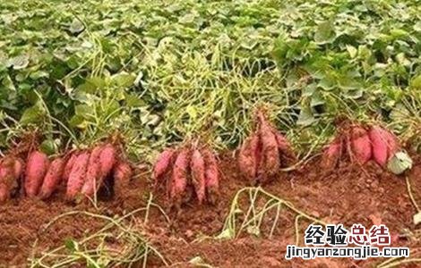 红薯后期如何施肥 红薯后期如何施肥视频