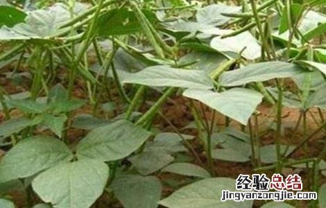绿豆轮纹病的防治方法