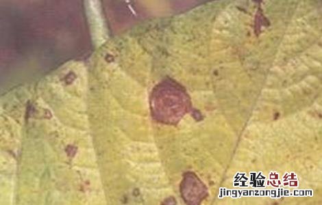 绿豆轮纹病的防治方法