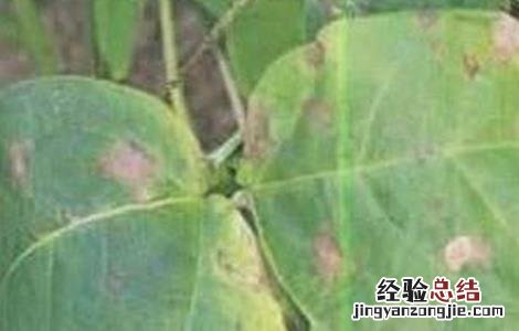 绿豆轮纹病的防治方法