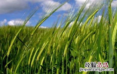 冬小麦产量高还是春小麦产量高 春小麦产量低的原因