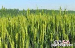 冬小麦产量高还是春小麦产量高 春小麦产量低的原因