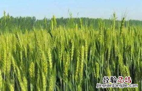 冬小麦产量高还是春小麦产量高 春小麦产量低的原因