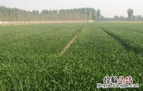 冬小麦产量高还是春小麦产量高 春小麦产量低的原因