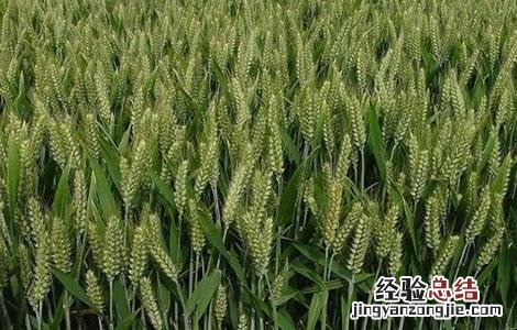 影响小麦高产的因素 影响小麦高产的因素有哪些