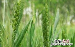 影响小麦高产的因素 影响小麦高产的因素有哪些