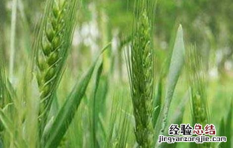 影响小麦高产的因素 影响小麦高产的因素有哪些