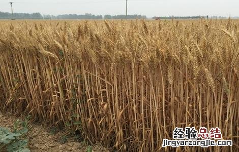 影响小麦高产的因素 影响小麦高产的因素有哪些