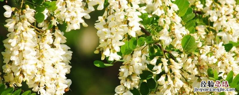 树花怎么吃 槐树花怎么吃法做什么好吃