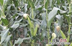 玉米断浆是怎么回事 玉米灌浆异常咋回事
