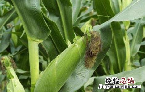 玉米断浆是怎么回事 玉米灌浆异常咋回事