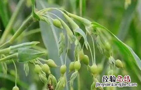 薏米如何种植技术 薏米种植注意事项