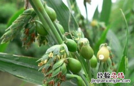 薏米如何种植技术 薏米种植注意事项