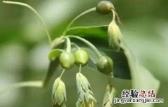 薏米如何种植技术 薏米种植注意事项