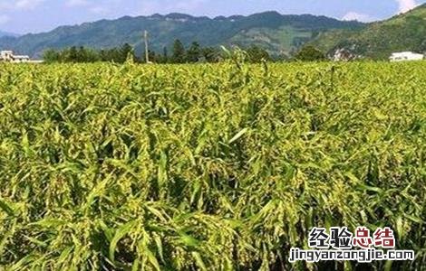 薏米如何种植技术 薏米种植注意事项