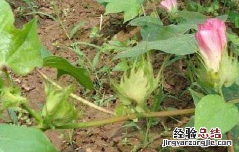 如何预防棉花高脚苗 如何防止出现高脚苗