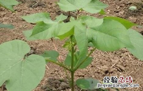 如何预防棉花高脚苗 如何防止出现高脚苗