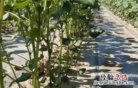 如何预防棉花高脚苗 如何防止出现高脚苗