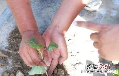 如何预防棉花高脚苗 如何防止出现高脚苗