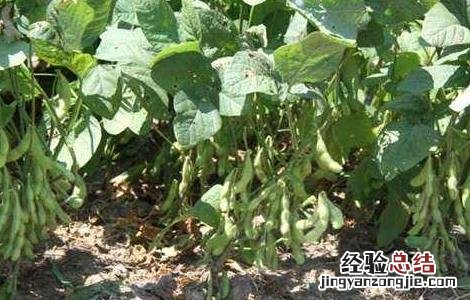 大豆重茬减产防治措施 大豆重茬减产的解决措施