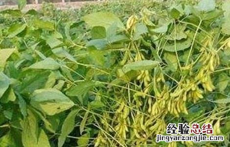大豆重茬减产防治措施 大豆重茬减产的解决措施