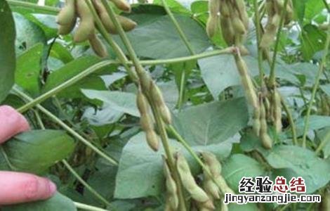 大豆重茬减产防治措施 大豆重茬减产的解决措施