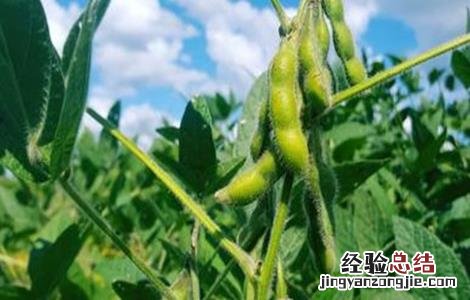 大豆重茬减产防治措施 大豆重茬减产的解决措施