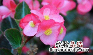 四季海棠在什么季节开花结果 四季海棠在什么季节开
