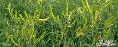 北方黄花菜什么时候种植 黄花菜北方可过冬吗