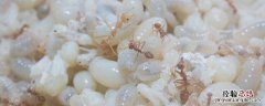 白蚂蚁防治用什么药 白蚂蚁防治用什么药效果好