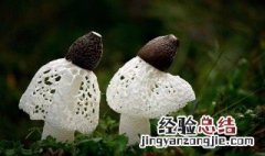 竹荪哪些人不能吃 竹荪不能吃人群简述