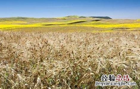 小麦除草剂药害怎么用最快的办法解除 冬季小麦除草如何避免药害