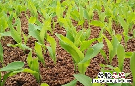 玉米大小苗怎么回事 玉米苗矮小是咋回事