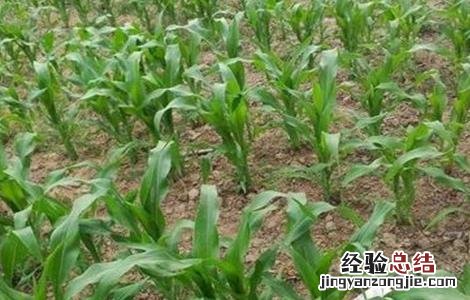 玉米大小苗怎么回事 玉米苗矮小是咋回事