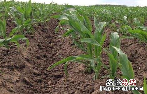 玉米大小苗怎么回事 玉米苗矮小是咋回事