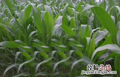 玉米大小苗怎么回事 玉米苗矮小是咋回事