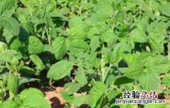 大豆重迎茬减产的原因 大豆重茬减产的原因