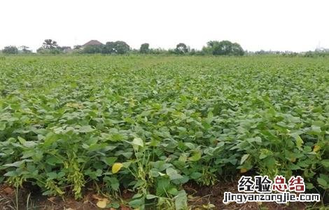 大豆重迎茬减产的原因 大豆重茬减产的原因