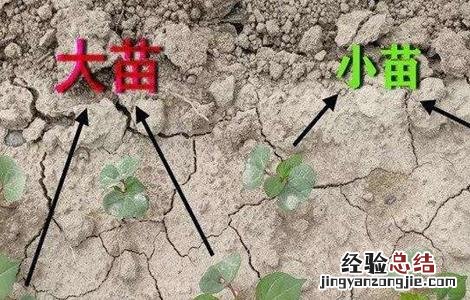 棉花大小苗是怎么造成的 棉花大小苗是怎么造成的原因