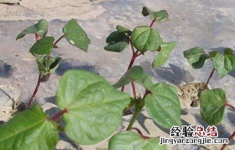 棉花大小苗是怎么造成的 棉花大小苗是怎么造成的原因
