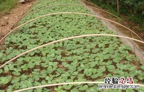 棉花大小苗是怎么造成的 棉花大小苗是怎么造成的原因