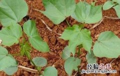 棉花大小苗是怎么造成的 棉花大小苗是怎么造成的原因