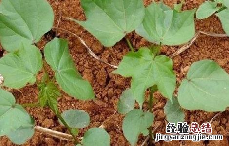 棉花大小苗是怎么造成的 棉花大小苗是怎么造成的原因