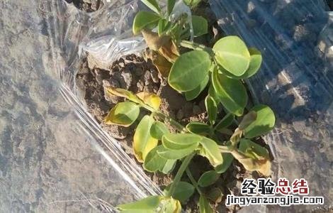 花生黄叶是怎么回事?用什么药治? 花生黄叶是怎么回事