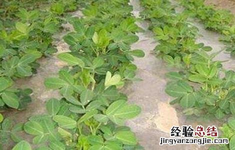 花生黄叶是怎么回事?用什么药治? 花生黄叶是怎么回事