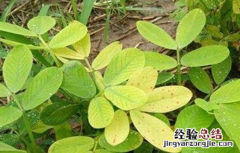 花生黄叶是怎么回事?用什么药治? 花生黄叶是怎么回事