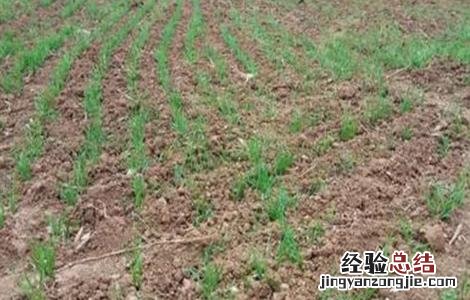 玉米缺苗断垄怎么办 小麦缺苗断垄如何补救