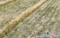 玉米缺苗断垄怎么办 小麦缺苗断垄如何补救