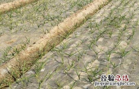 玉米缺苗断垄怎么办 小麦缺苗断垄如何补救