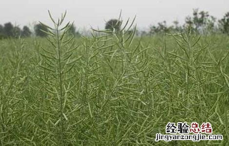 油菜早薹早花怎么办 油菜早开花怎么办